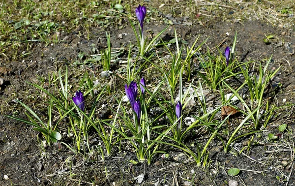 Violet flower of crocus — Stock Photo, Image