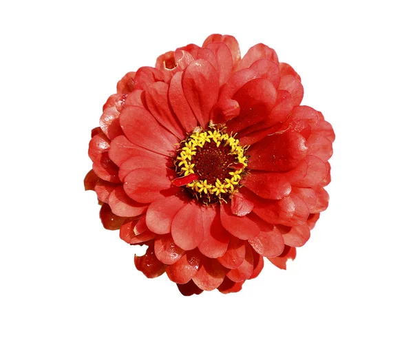 Ljusa vackra röda zinnia blomma — Stockfoto