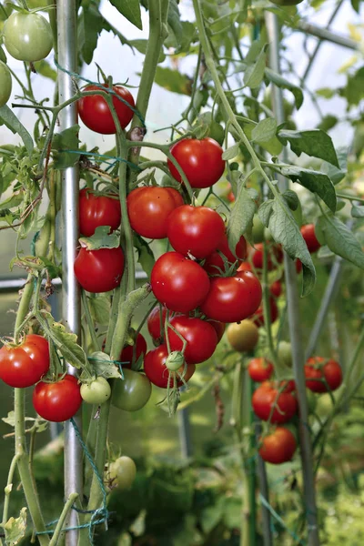 Rote Tomaten im Gewächshaus — Stockfoto