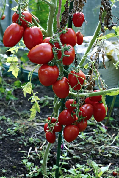 温室内の赤いトマトは — ストック写真