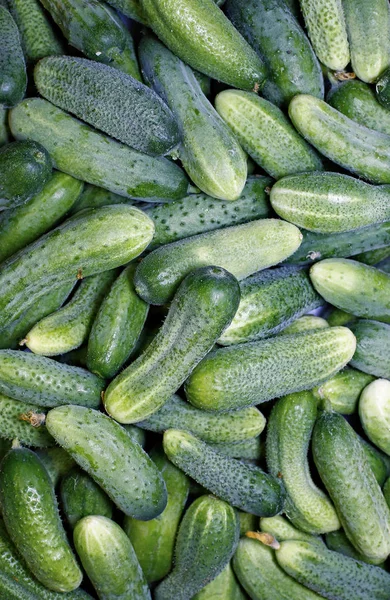 Verse groene komkommers — Stockfoto