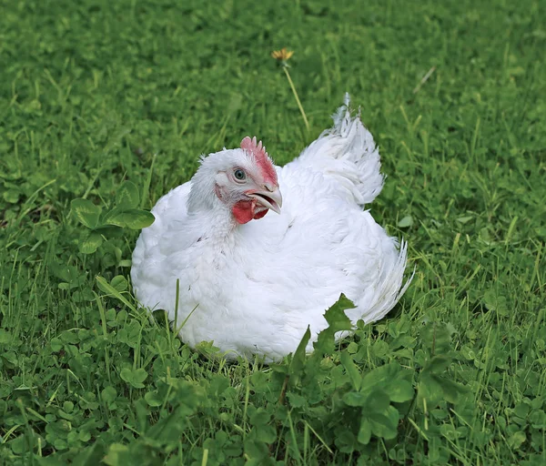 Frango de frango em um gramado verde — Fotografia de Stock