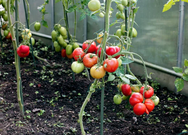 Rode tomaten in een kas — Stockfoto