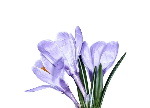 Veilchenblüte der Krokusse isoliert — Stockfoto