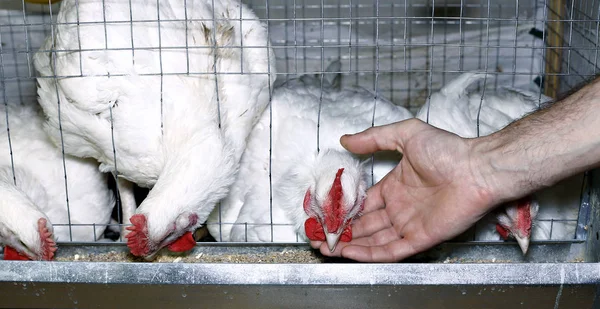 Peu de poulets mangeant des aliments combinés dans la cage — Photo