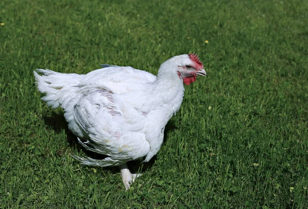 Frango de frango em um gramado verde — Fotografia de Stock