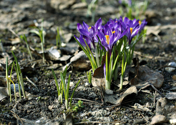 Violet flowers of crocuses