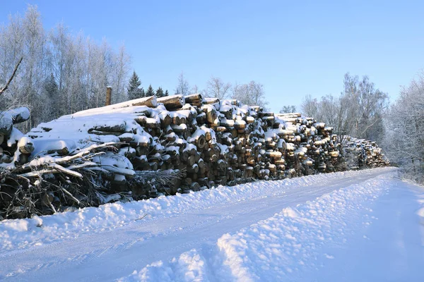 Cosechar troncos de madera en un bosque —  Fotos de Stock