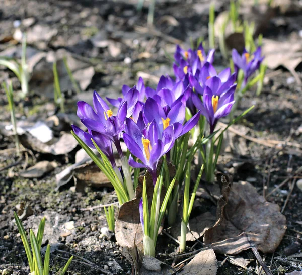 Çiğdemler mor çiçekler 