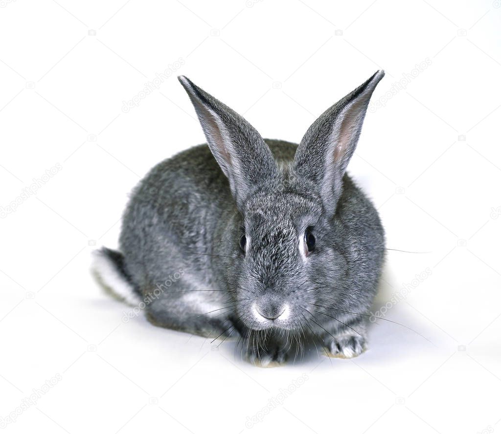 Little rabbit breed of gray silver chinchilla