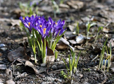 Çiğdemler mor çiçekler