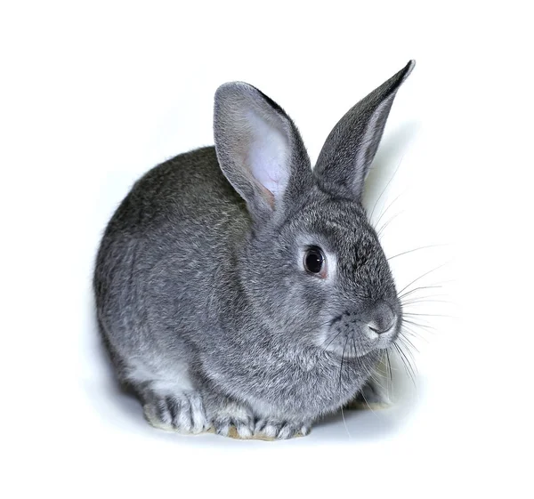Piccola razza di coniglio di cincilla d'argento grigia — Foto Stock