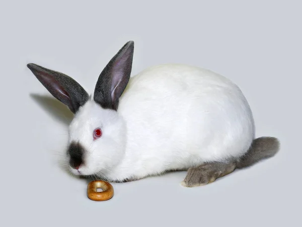 Pequeño conejo blanco de raza californiana — Foto de Stock