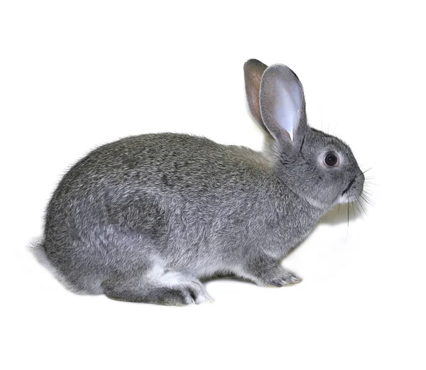 Pequena raça de coelho de chinchila de prata cinza — Fotografia de Stock