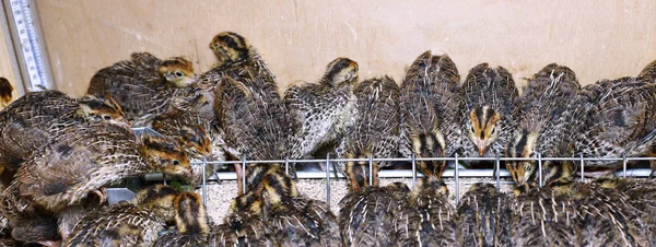 Many small quail chicks in brooder — Stock Photo, Image