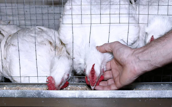 Peu de poulets mangeant des aliments combinés dans la cage — Photo