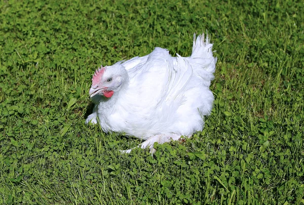 Frango de frango em um gramado verde — Fotografia de Stock