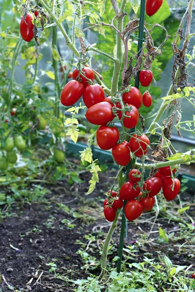 Röda tomater i ett växthus Stockfoto