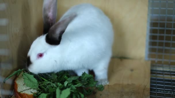 Race de lapin californien blanc dans une cage — Video