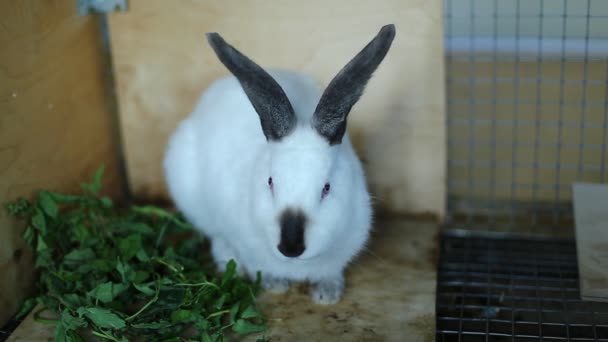 Beyaz Kaliforniyalı bir kafes tavşan doğurmak — Stok video