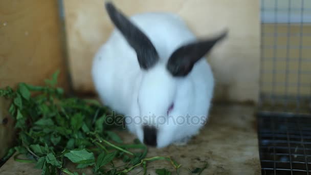 Kaninchen züchten weiße Kalifornier im Käfig — Stockvideo