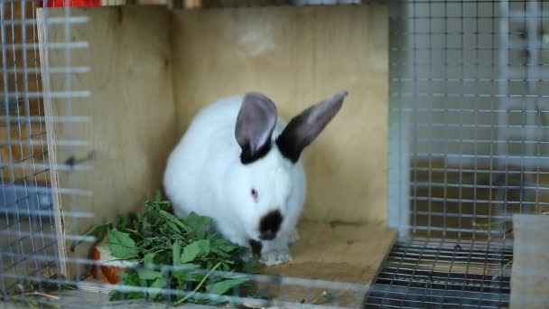 Conejo criar blanco californiano en una jaula — Vídeos de Stock