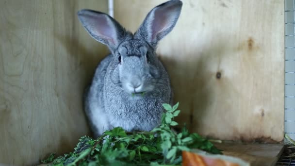 Порода кроликов серая шиншилла в клетке — стоковое видео