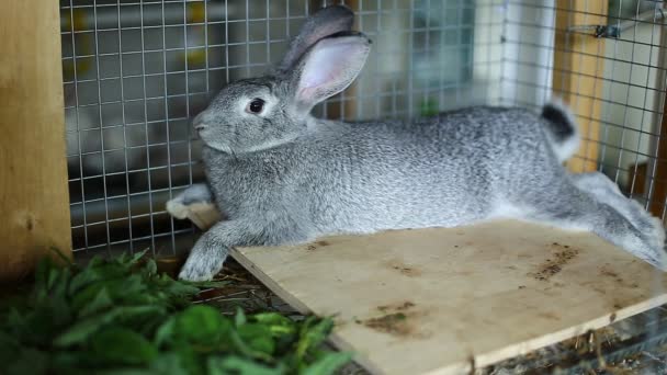 Rabbit breed gray chinchilla in a cage — Stock Video