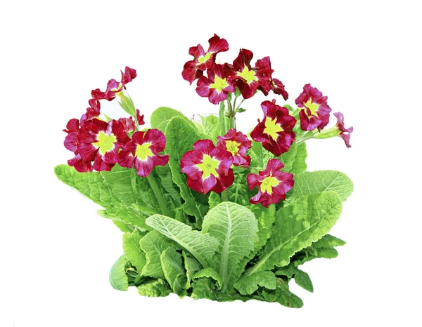 Red primrose flowers isolated — Stock Photo, Image