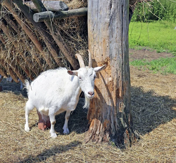 Белый рогатый козел на ферме — стоковое фото