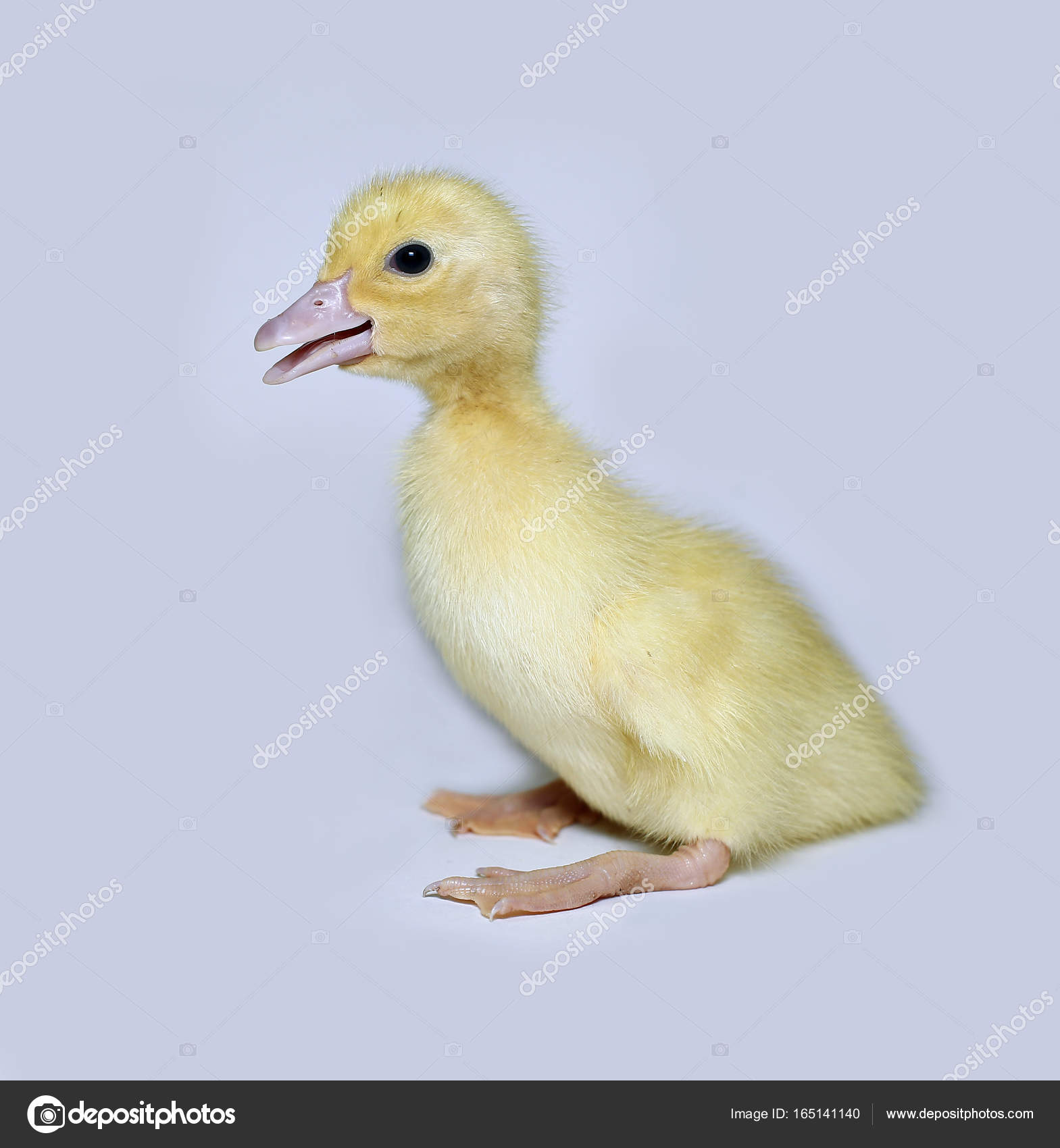 little cute yellow fluffy duckling stock photo kingan77 165141140
