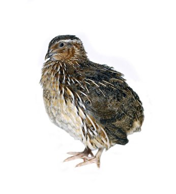 Rengarenk bıldırcın izole