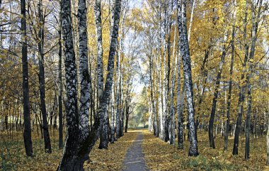 Ağaç ve sonbaharda maples arasında patika