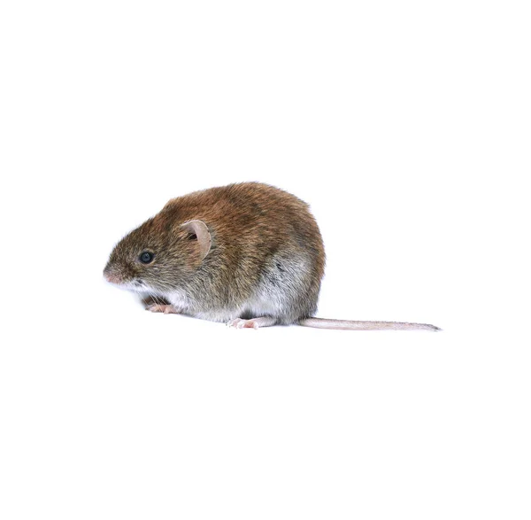 Liten brun mus — Stockfoto