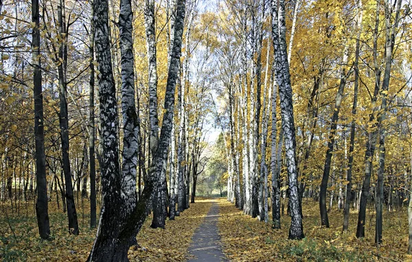 Footpath between the birches and maples in autumn — Stock Photo, Image