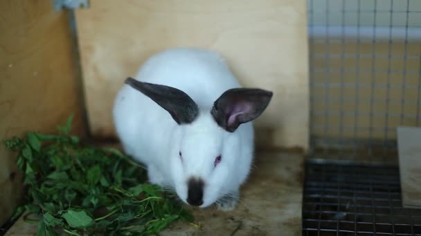 Kaninchen züchten weiße Kalifornier im Käfig — Stockvideo