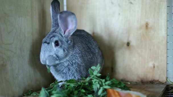 Razza di coniglio cincilla grigia in una gabbia — Video Stock