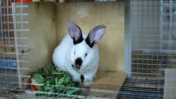 Kaninchen züchten weiße Kalifornier im Käfig — Stockvideo
