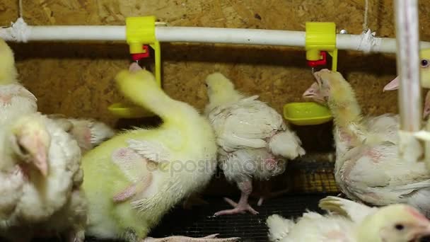 Små gula kycklingar av en myskig anka — Stockvideo