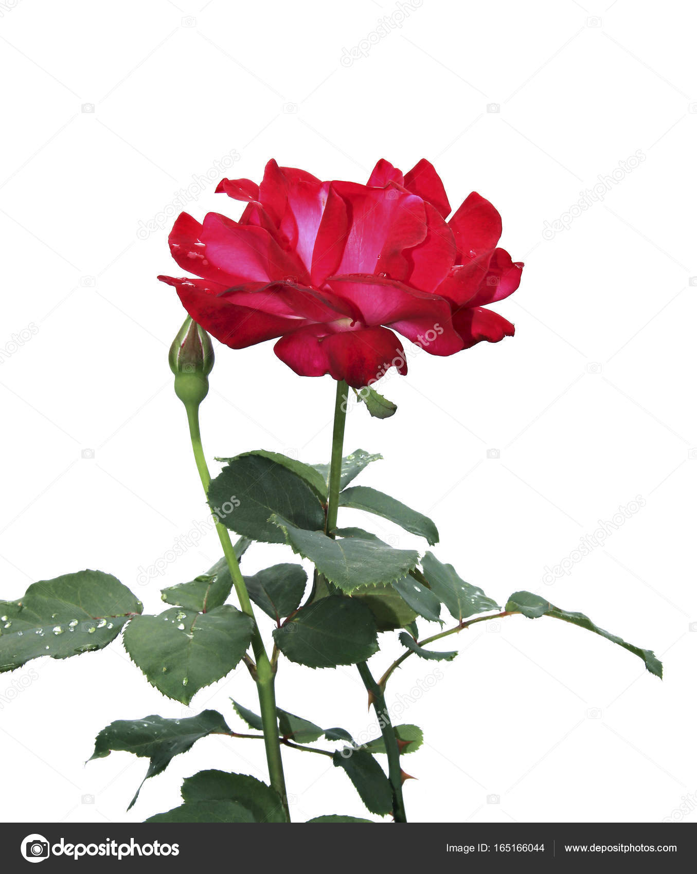 rose pourpre rose pourpre