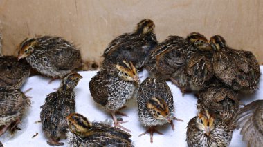 Many small quail chicks in brooder clipart