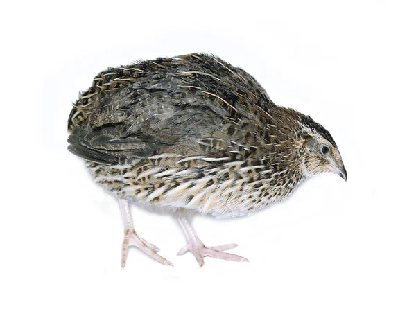 İzole rengarenk büyük bıldırcın