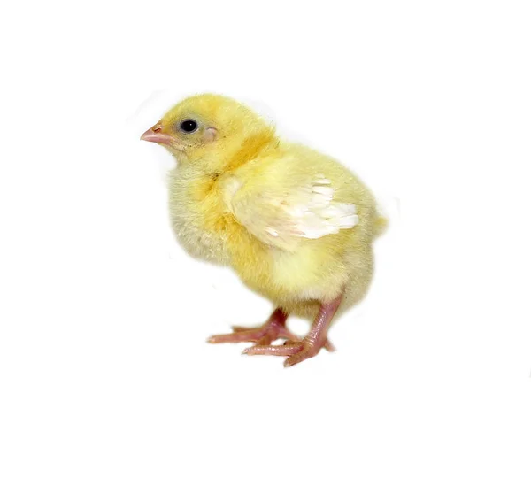 Pequena pintinha amarela aninhada — Fotografia de Stock