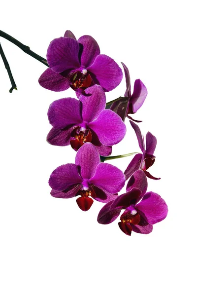 Květy jasně červená orchidej, samostatný — Stock fotografie