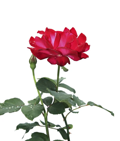 Crimson rose bloem — Stockfoto