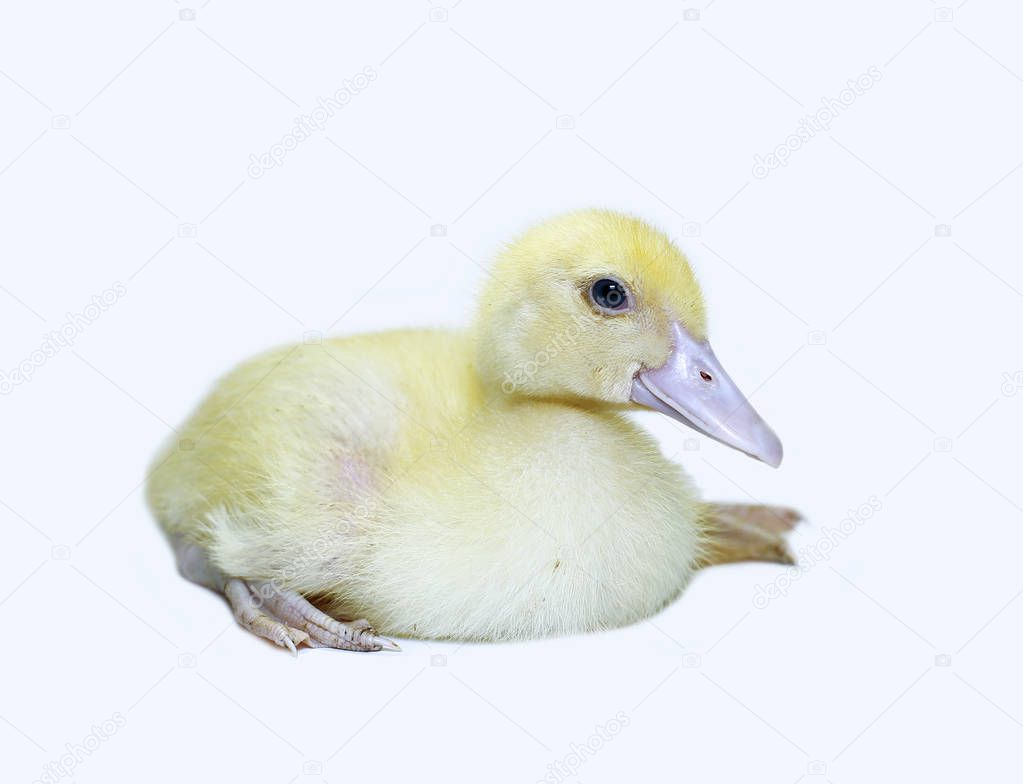 Little cute yellow fluffy duckling