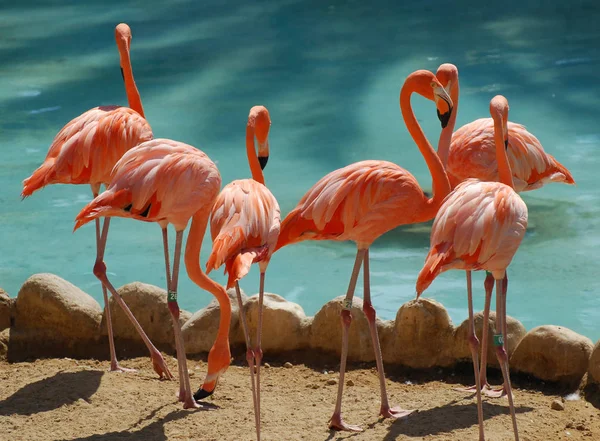 Un gruppo di sei fenicotteri ai bordi di una piscina — Foto Stock