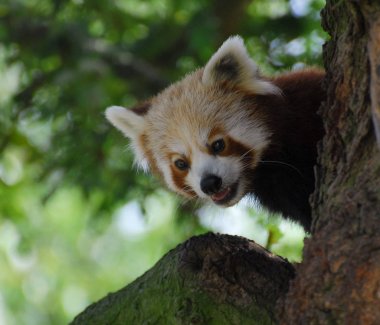 Arsız kırmızı Panda