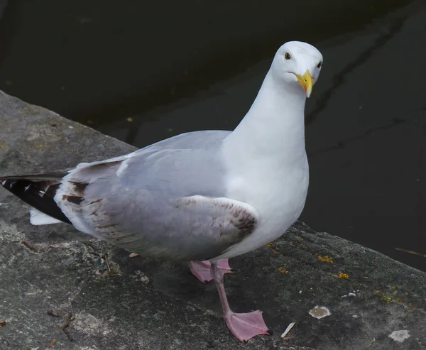 Gaviota de arenque de pie en el borde del puerto — Foto de Stock