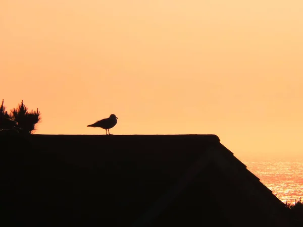 Arenque Gull estava em um telhado ao pôr do sol — Fotografia de Stock